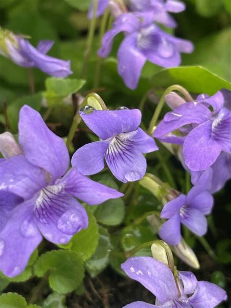 violet wildlife diary|Common Dog Violet (Viola riviniana) and Early Dog Violet .